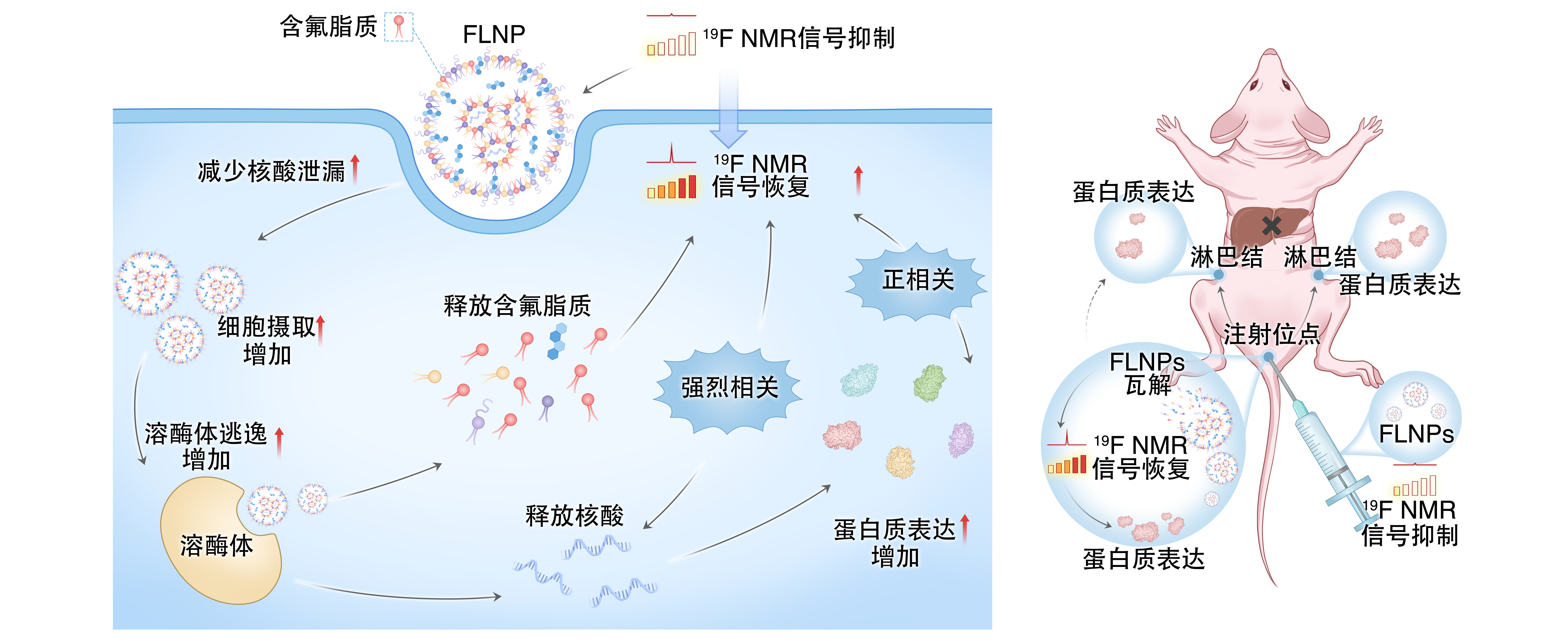 让 mRNA 在体内“看得见” evo真人视讯在mRNA疫苗递送研究方面取得重要进展